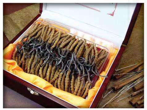 贵州冬虫夏草回收